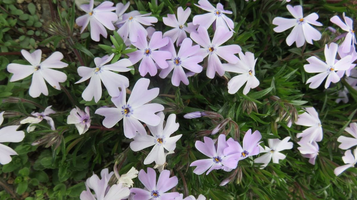 芝桜三色の揃い踏み