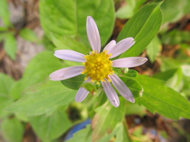 庭のあちこちで花が