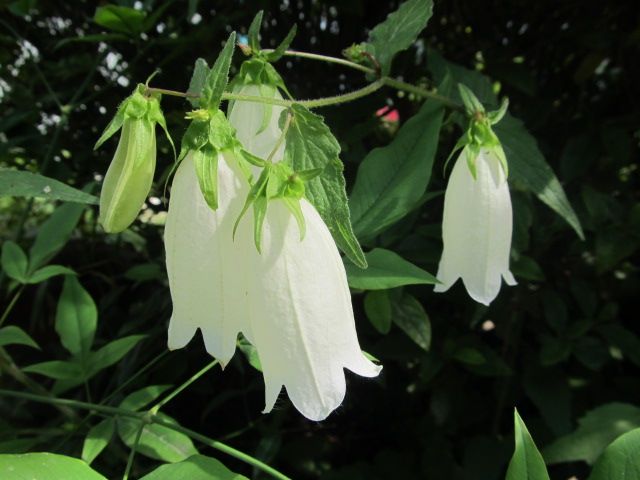 庭のあちこちで花が