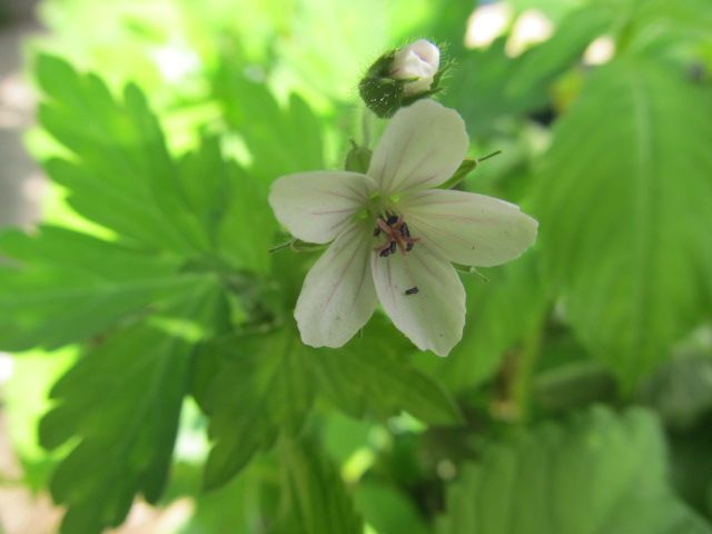 庭のあちこちで花が