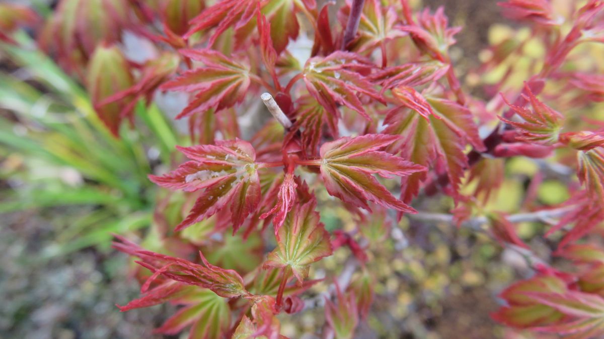 🍂雑木三種の新芽🍁