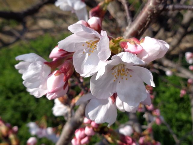 桜がほころび始めています