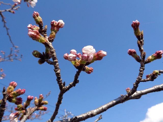 桜がほころび始めています