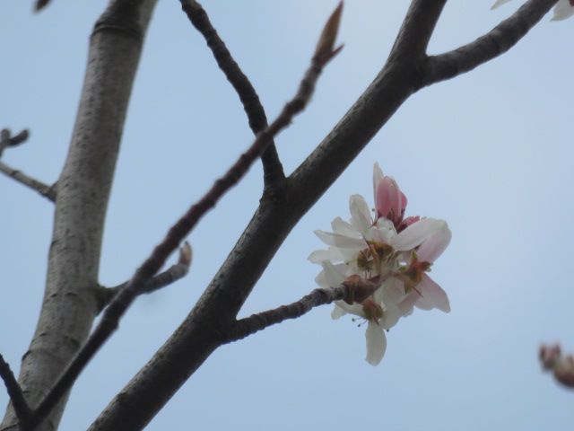 春は馬車に乗って⑭