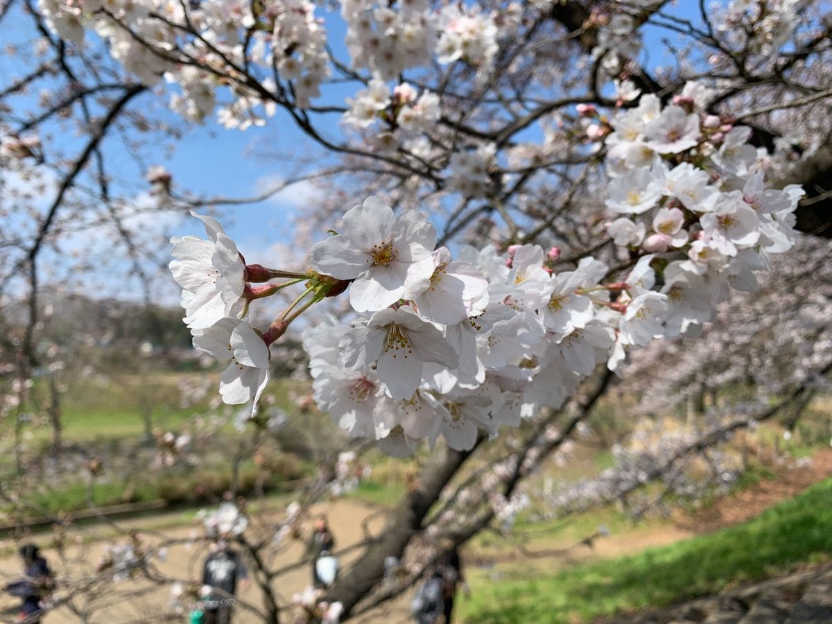 柳瀬川の桜並木