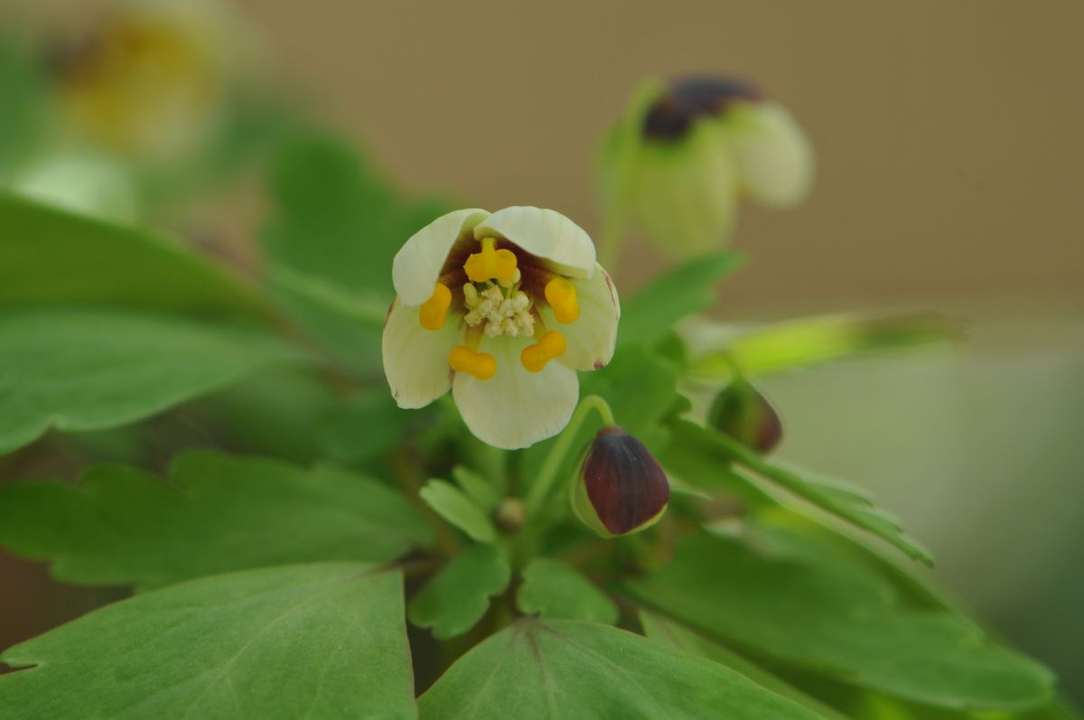 早春の山野草