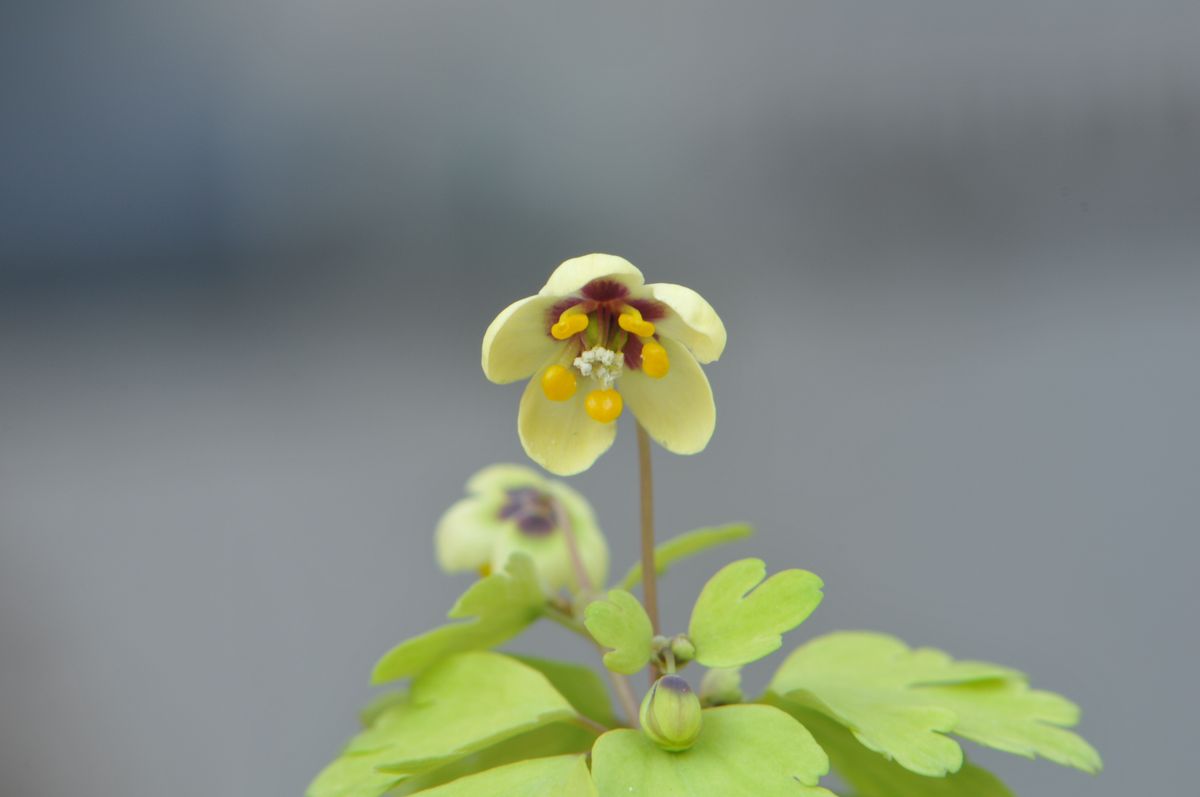 早春の山野草