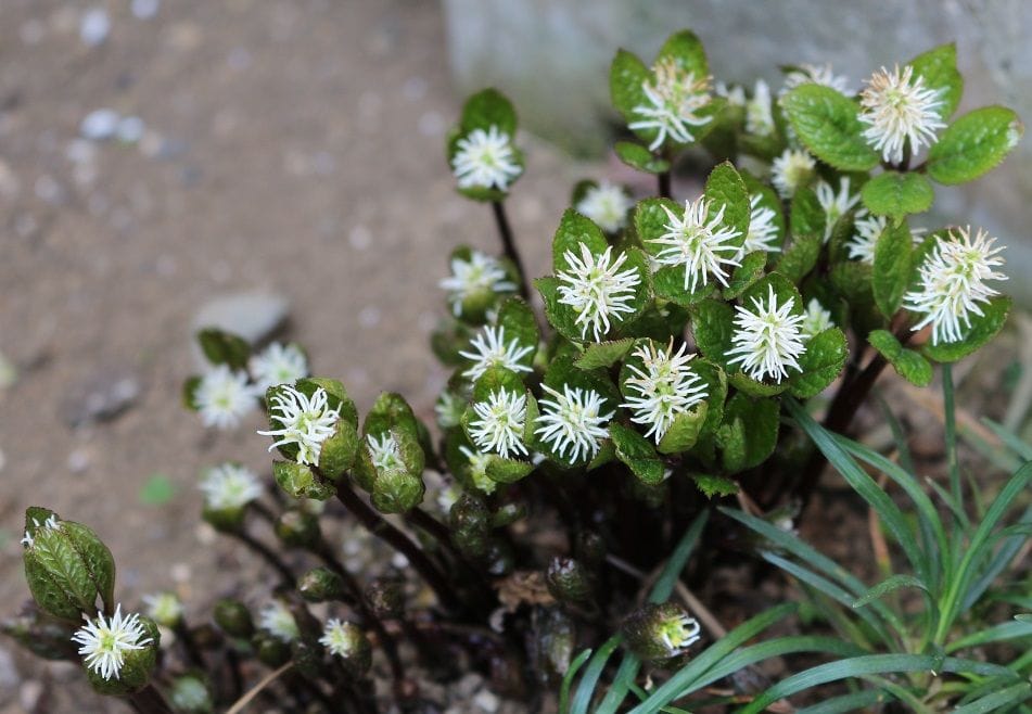 春の花