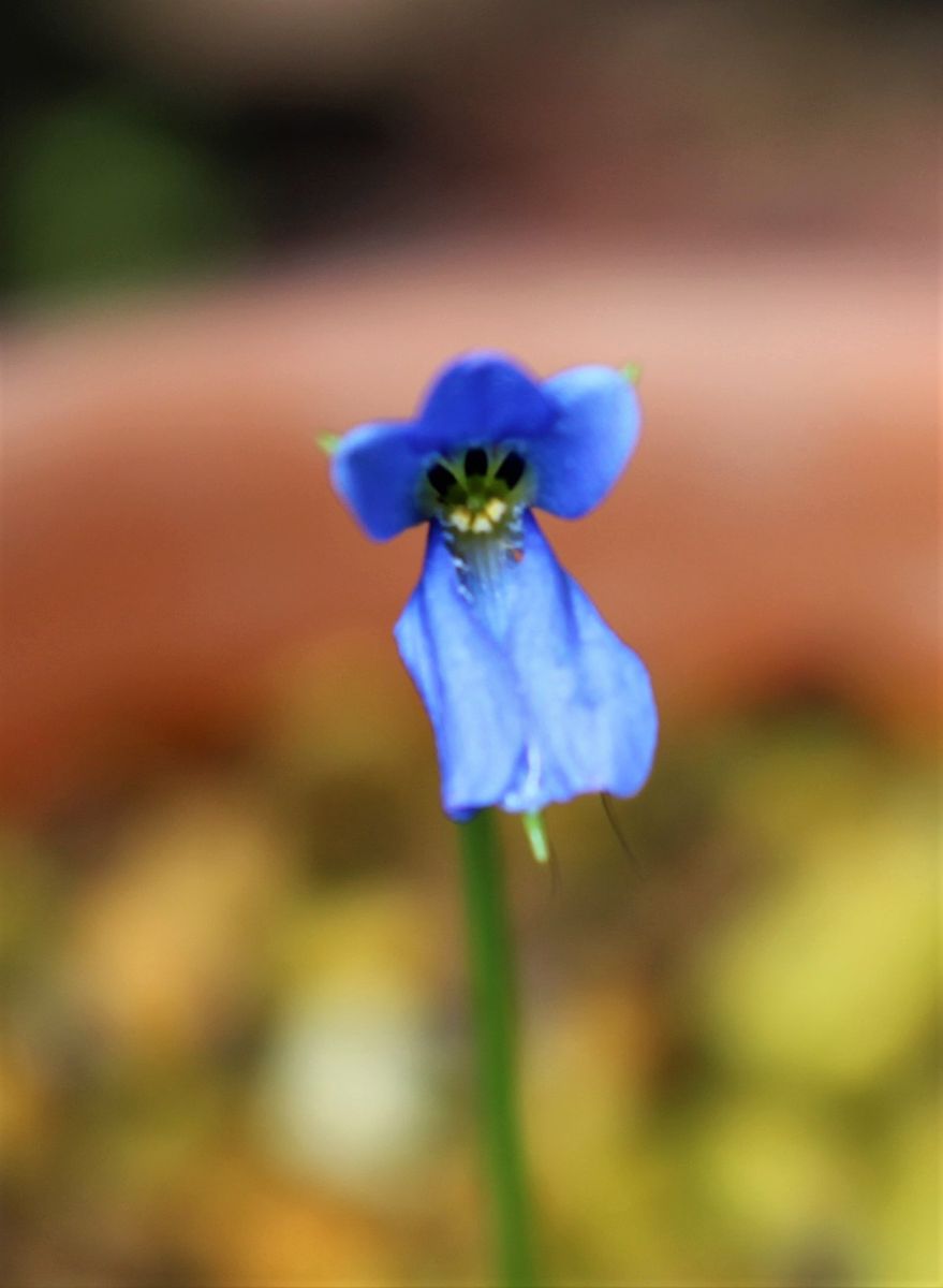 テコフィレアの青い花