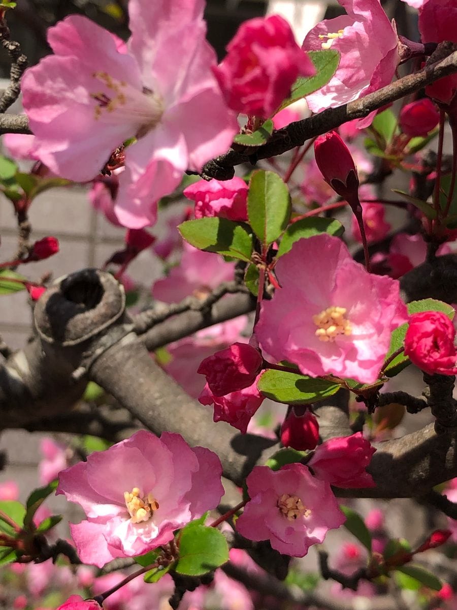 海堂   昨日桜の側で！