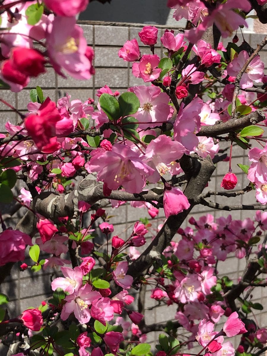 海堂   昨日桜の側で！