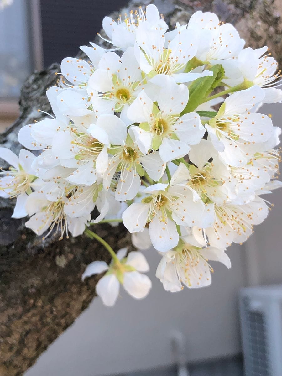 海堂   昨日桜の側で！