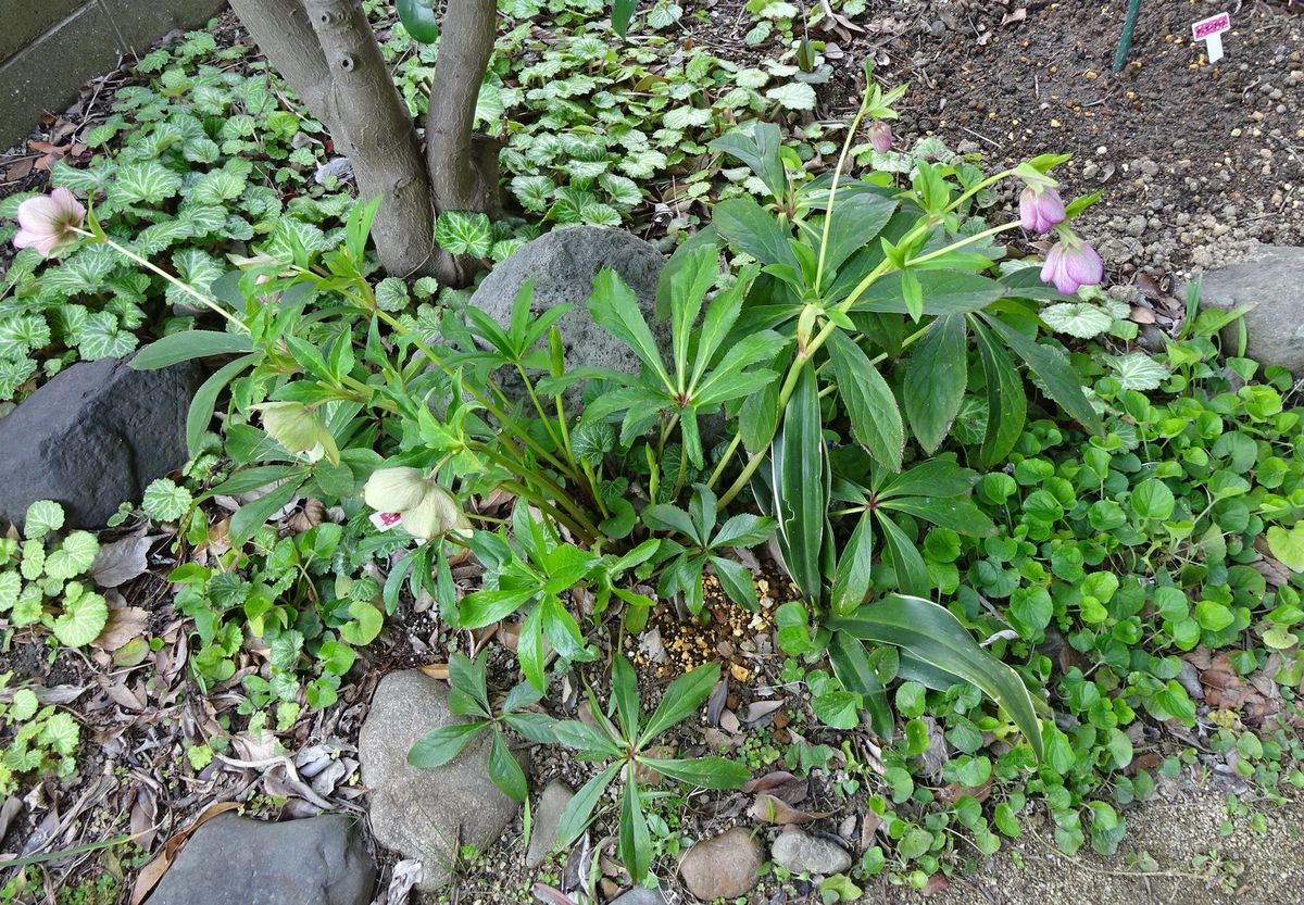 『キキ』の花切り