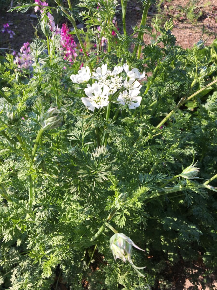 春の花が次々と