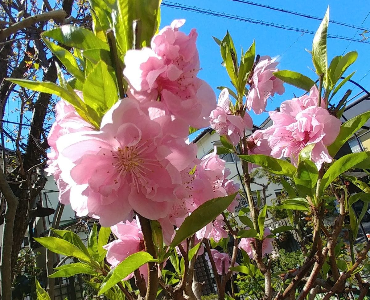 花桃🌸満開