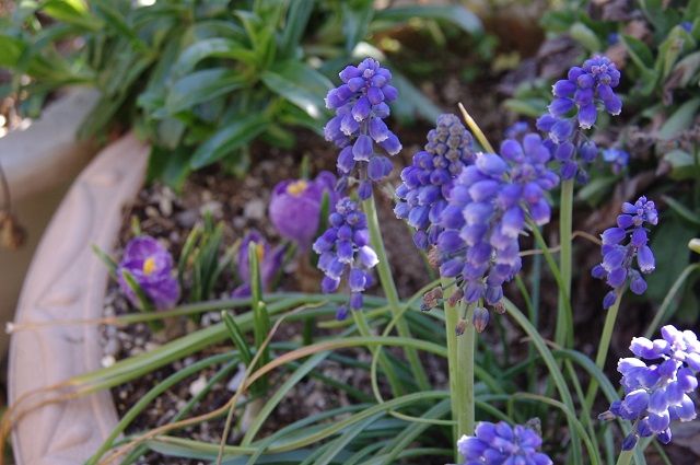 [i:232]の花が