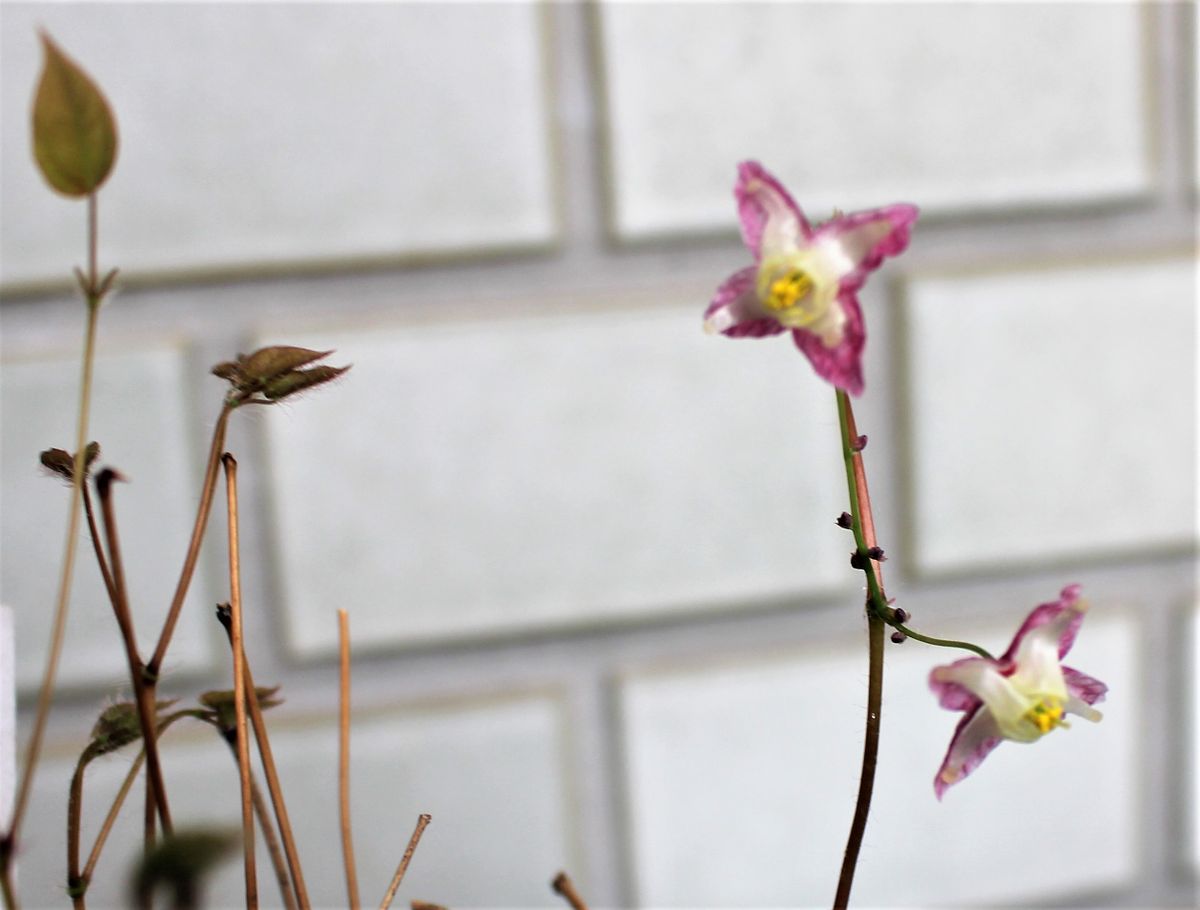 イカリソウの花