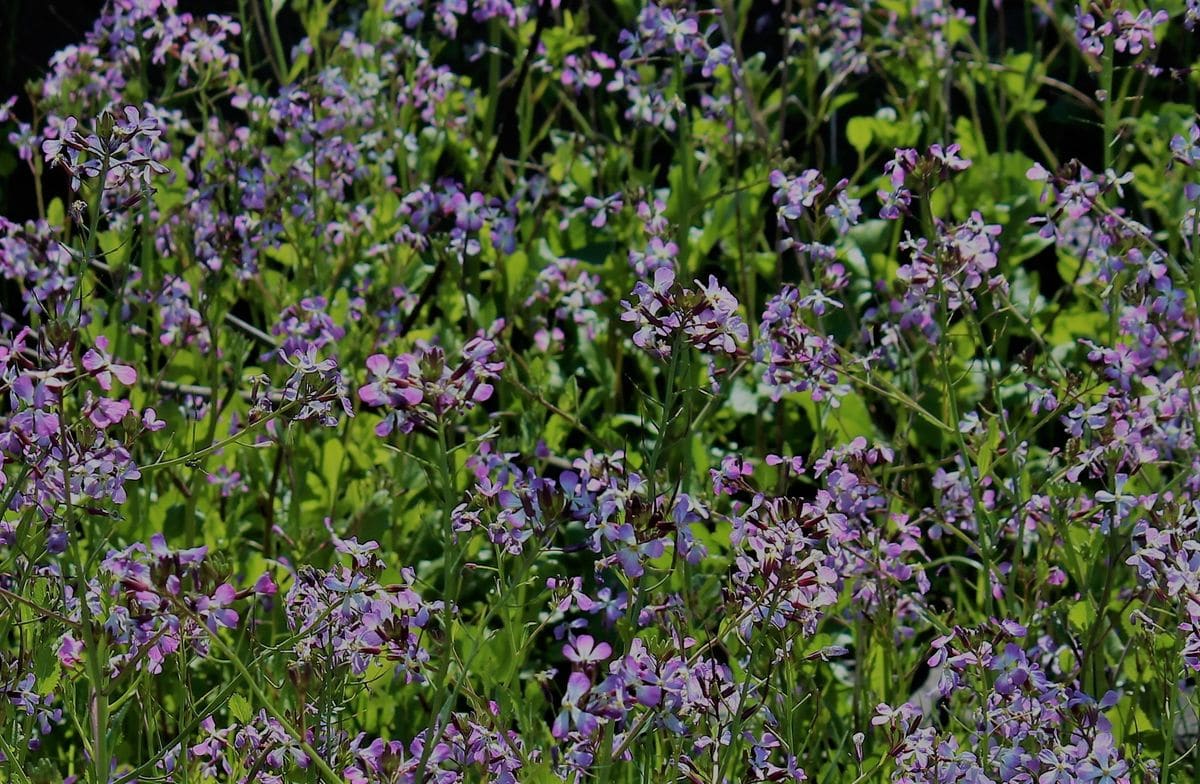 イカリソウの花