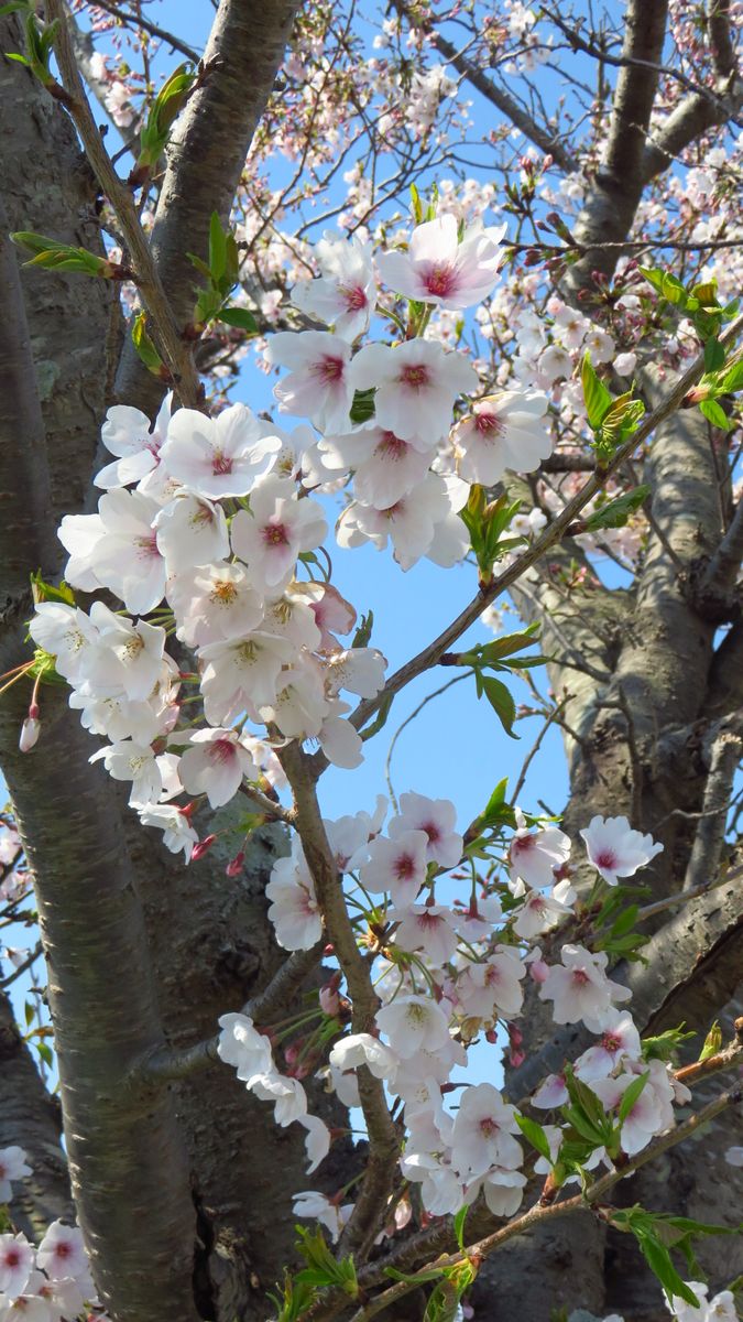 お花見散歩－冬桜－❓