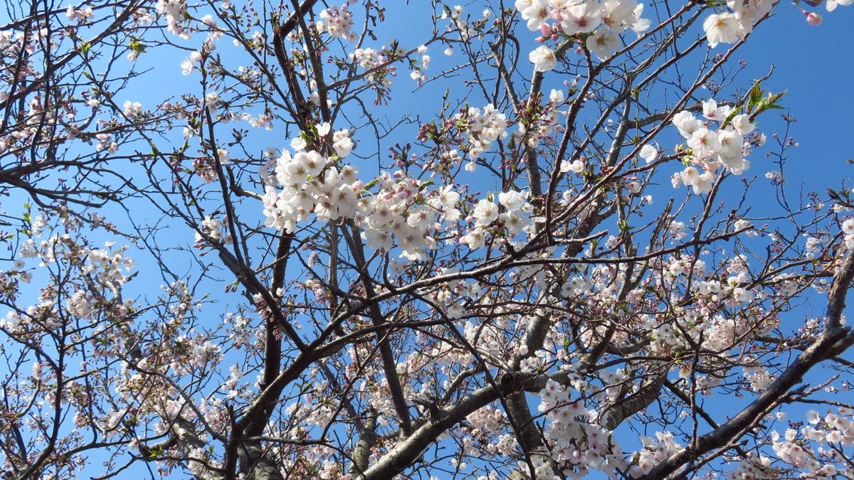 お花見散歩－冬桜－❓