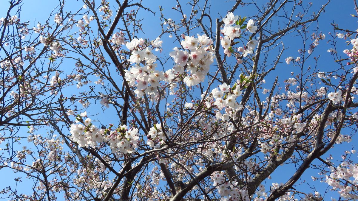 お花見散歩－冬桜－❓