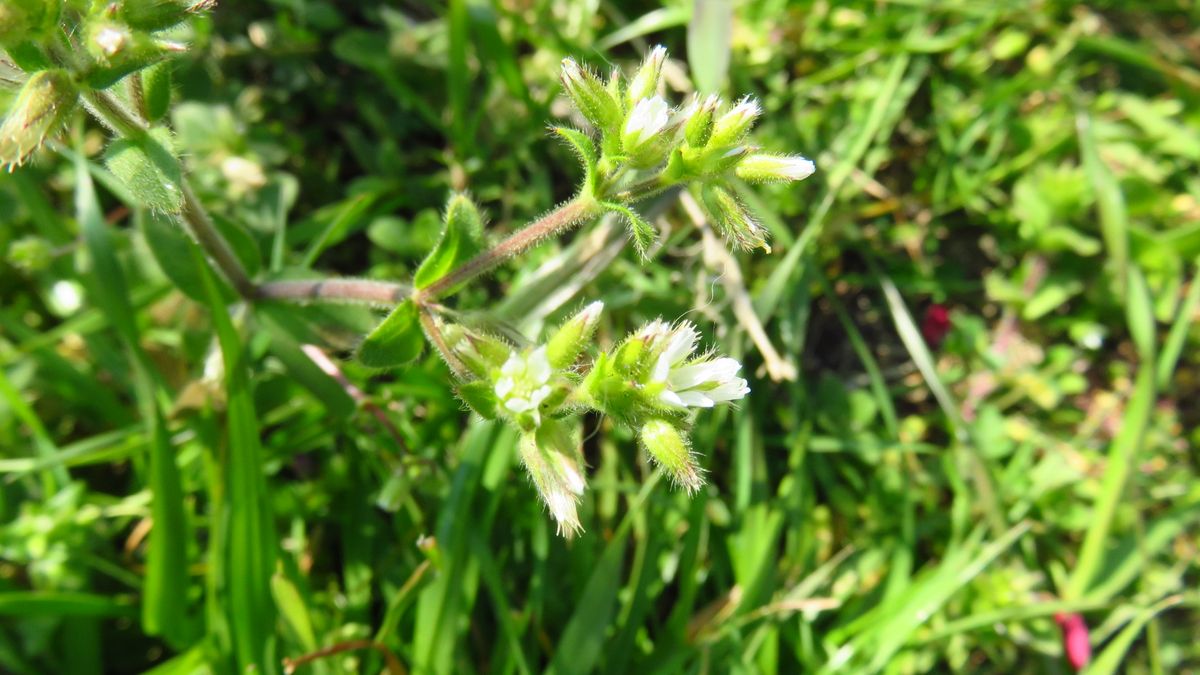 ぶらり野の花