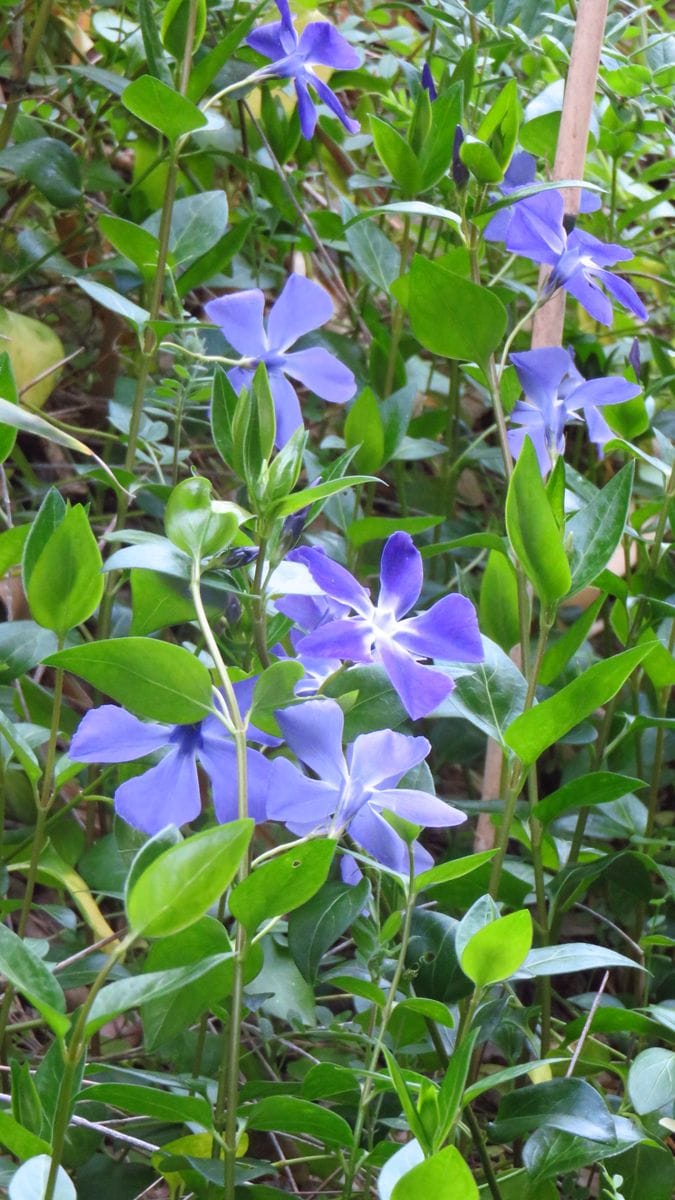 最後のクリローと恐怖の蔓花