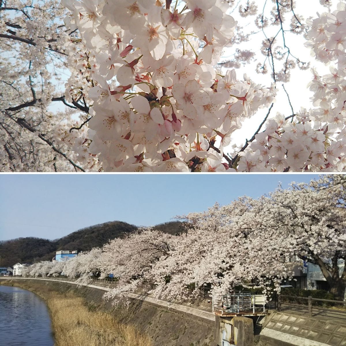 お花見日和🌸