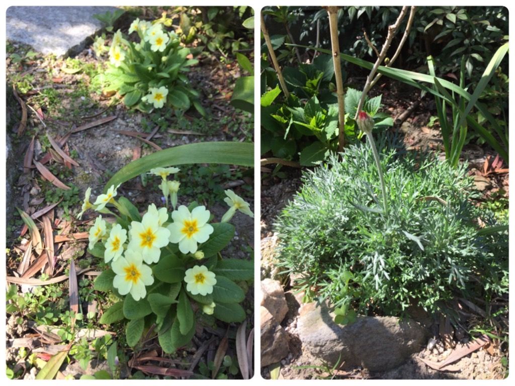 けもの道化している紫陽花ロード(笑)