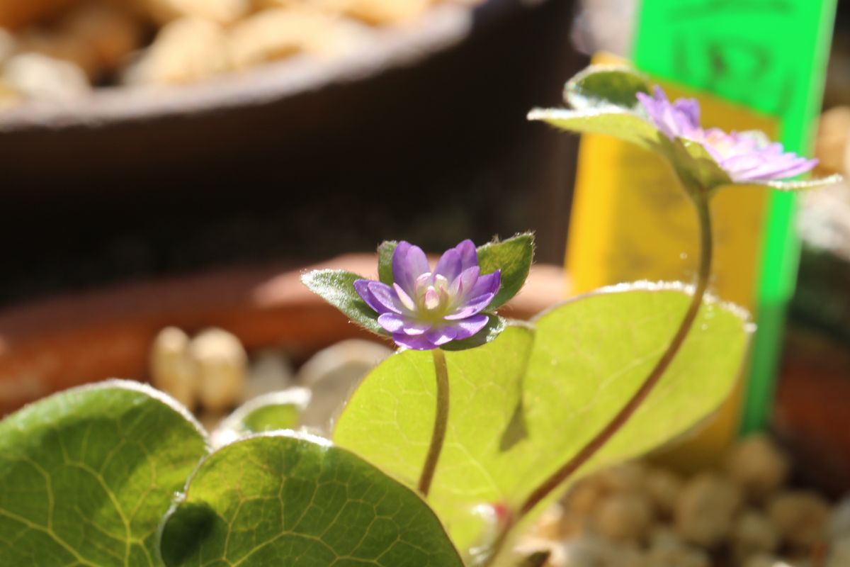 花粉も気のせい？