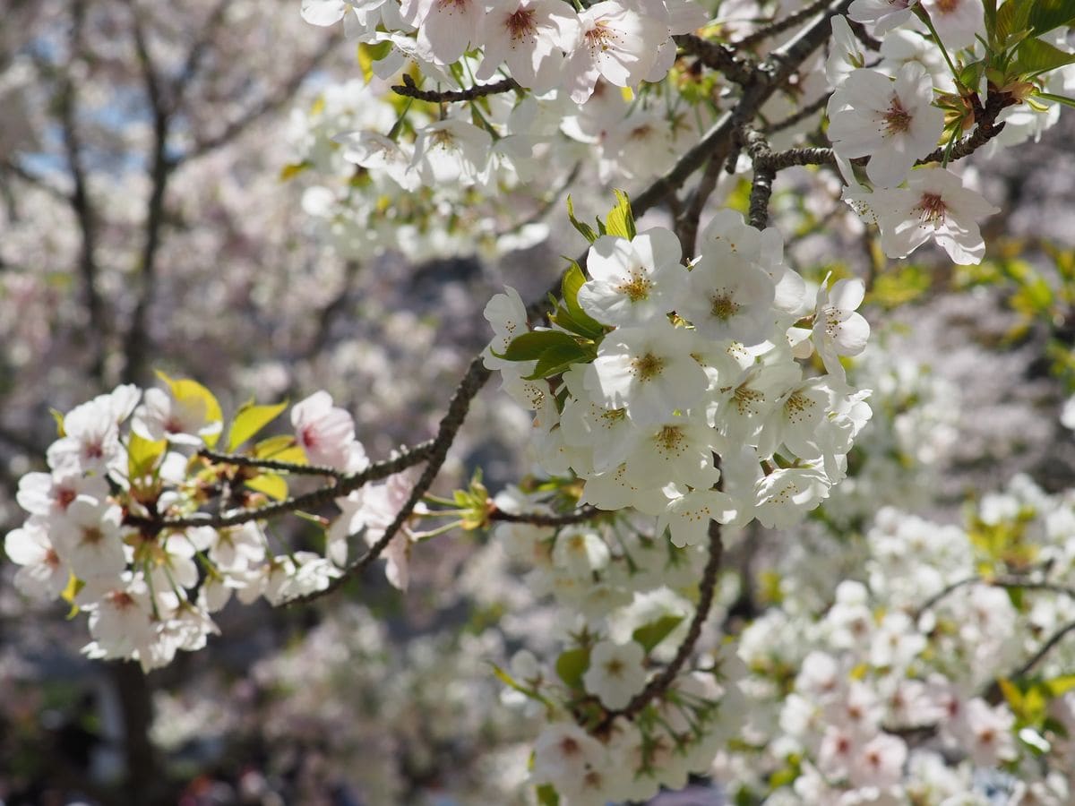 桜いろいろ