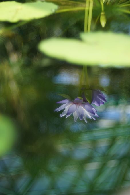 植物園を歩いて