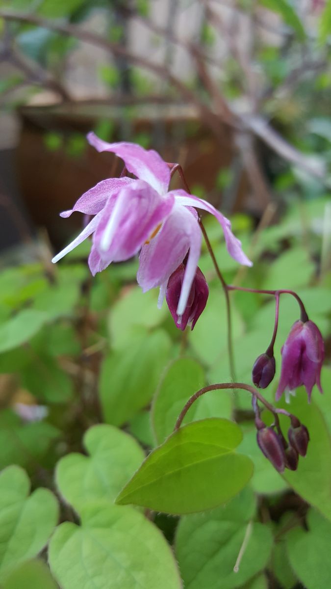 ふくおかルーバルガーデン2～春🌷へ❗優しいイカリソウの初花💠です。