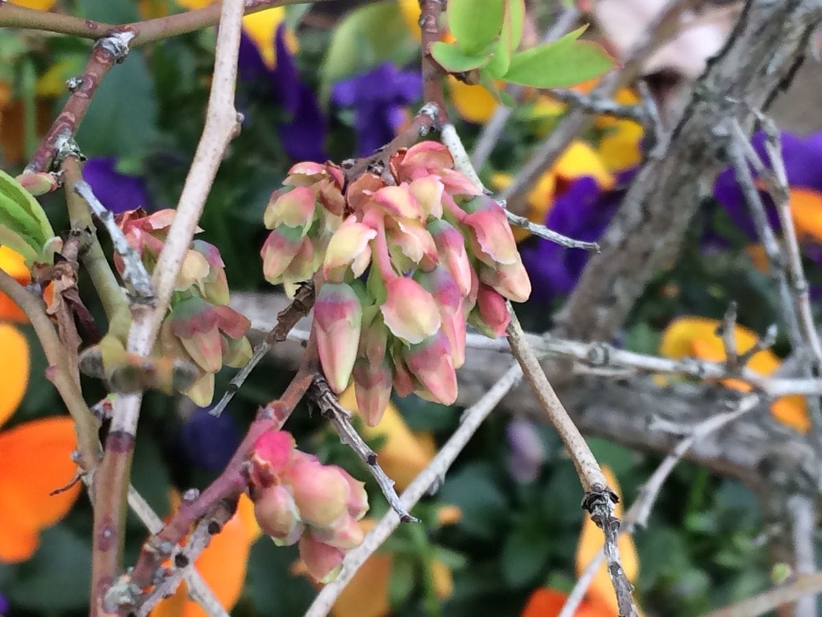 ブルーベリーの花芽