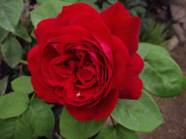 今日のバラ①赤い薔薇。