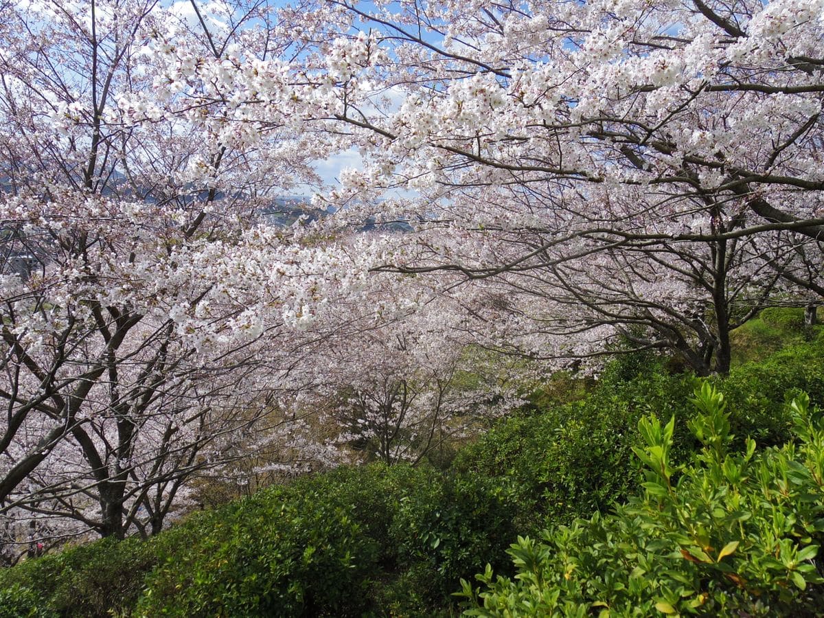 満開の桜