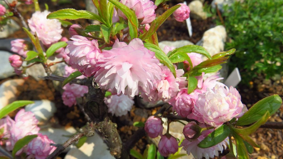 🌸モコモコ庭ザクラ🌸