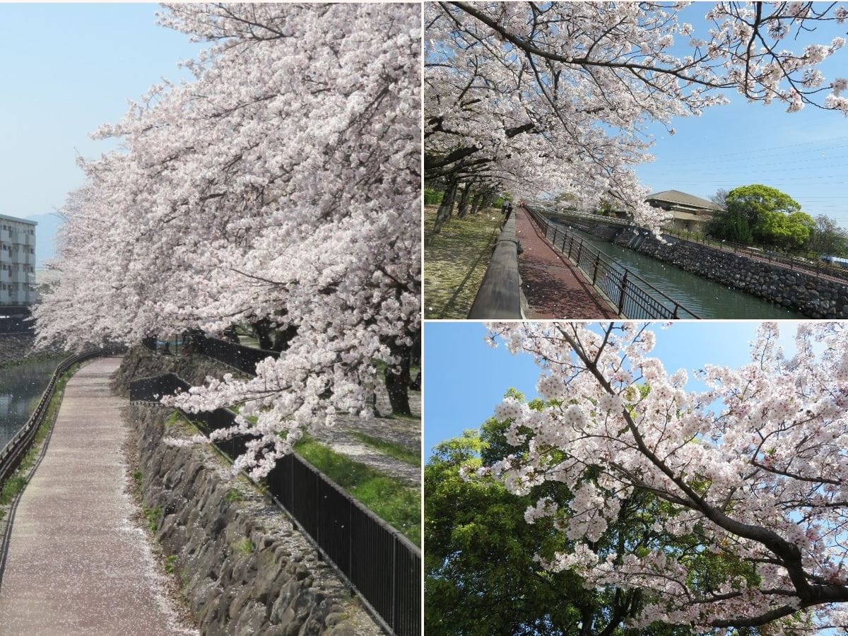 平和市民公園で🌸花見の散歩