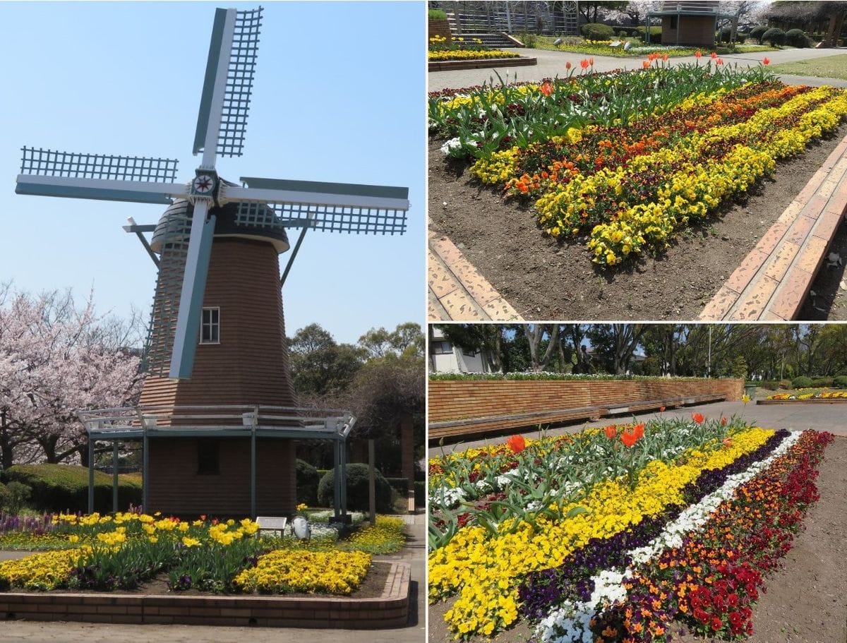 平和市民公園で🌸花見の散歩