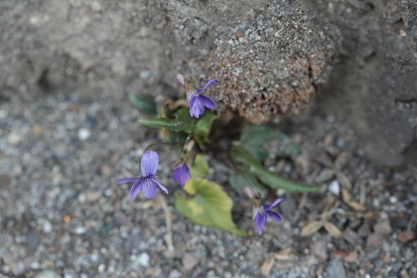 ♪野に咲く花の～　名前は知らな～あ～い～