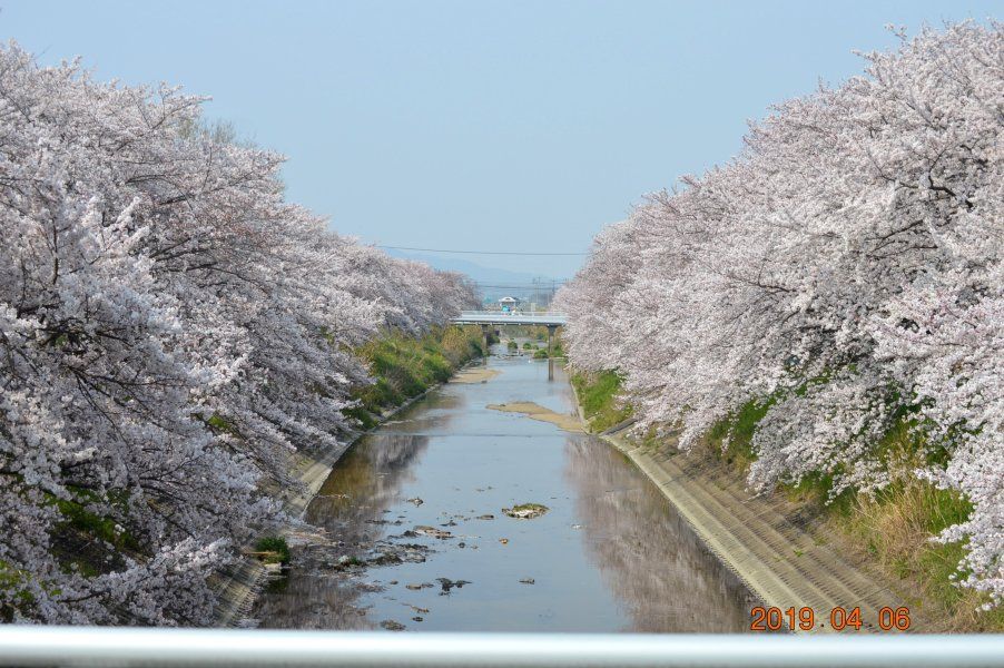 桜