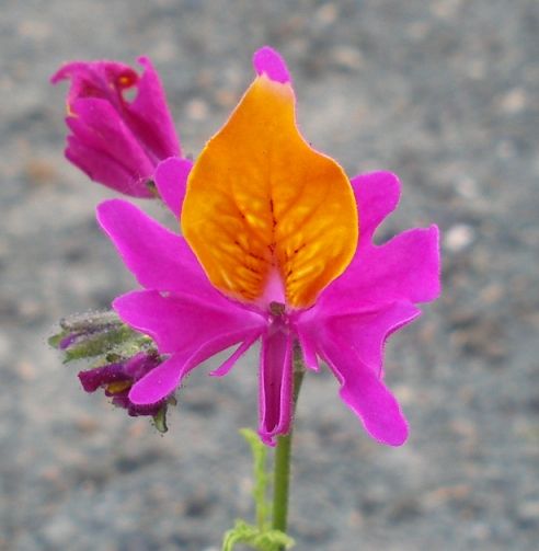 Schizanthus grahamii