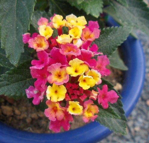 Schizanthus grahamii