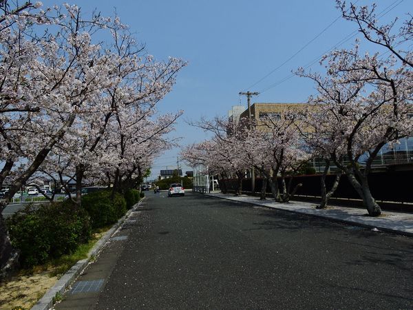 桜満開