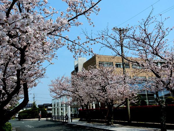 桜満開