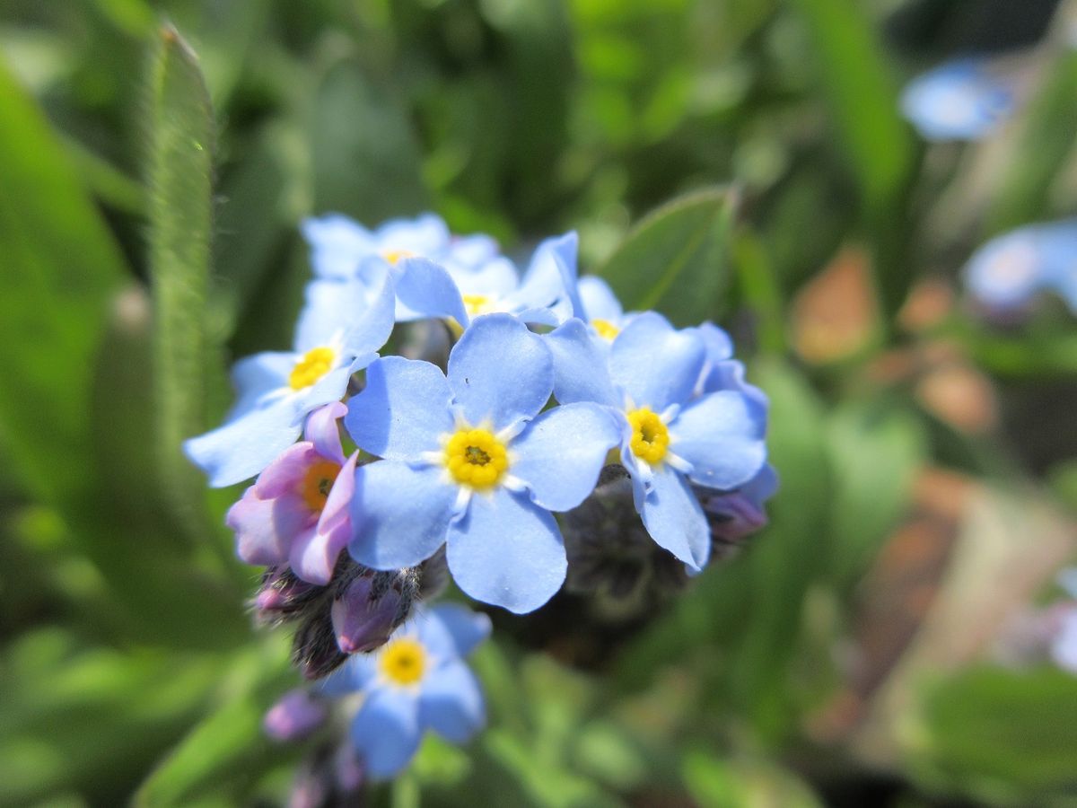 青い小さなお花