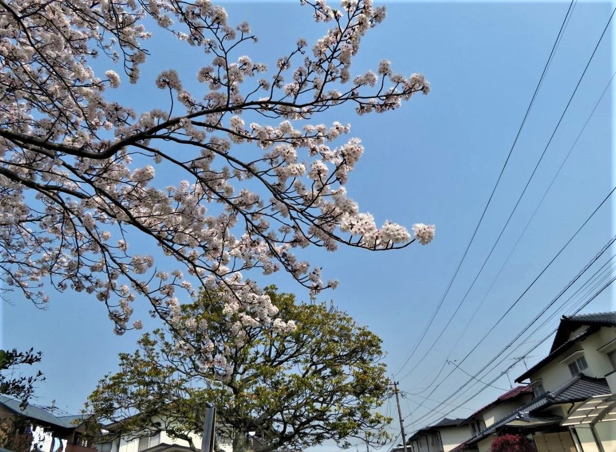 孫が撮った🌸桜の花🌸