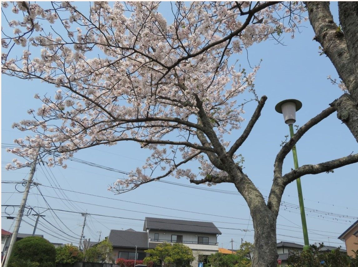 孫が撮った🌸桜の花🌸