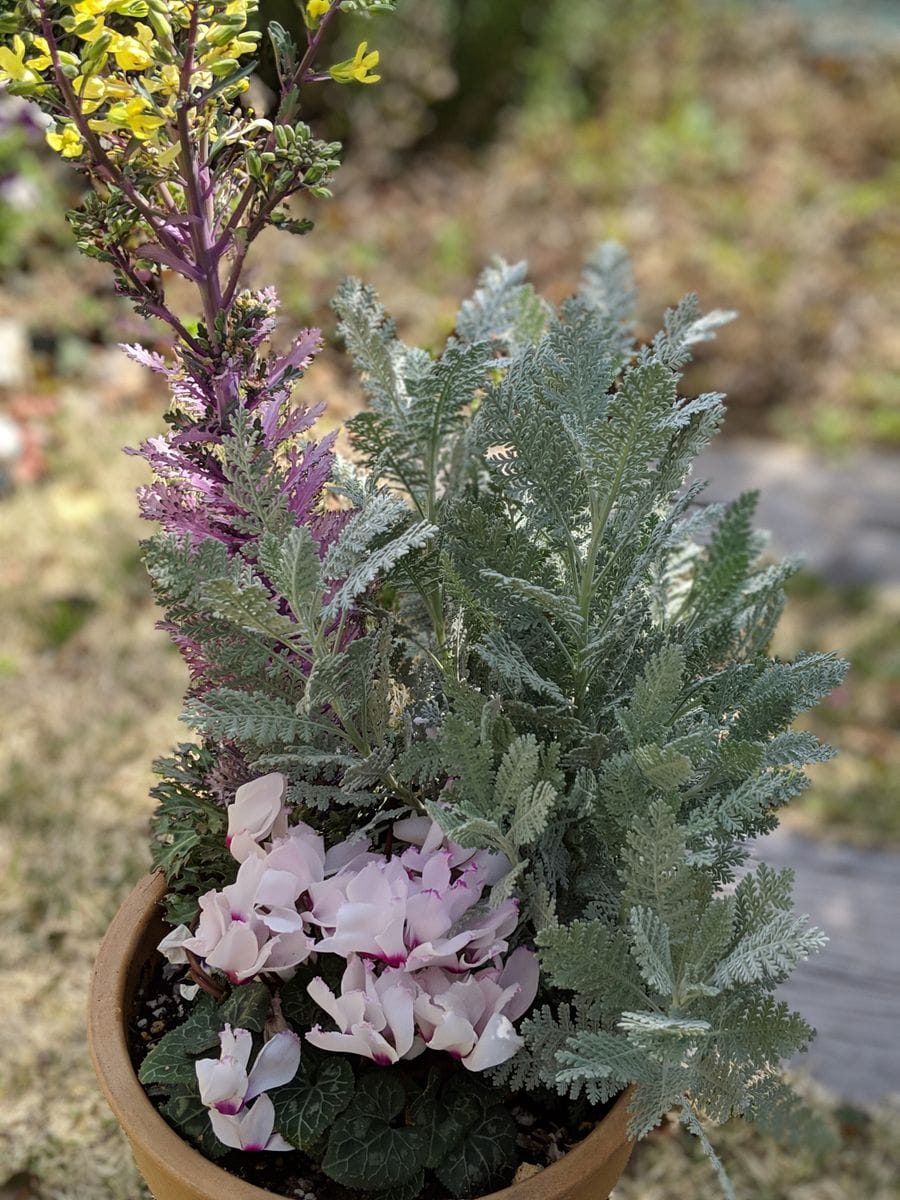 寄せ植えと花チャレ〜♪