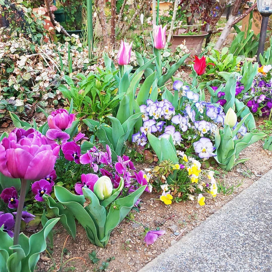 ハナカイドウ、チューリップ、桜